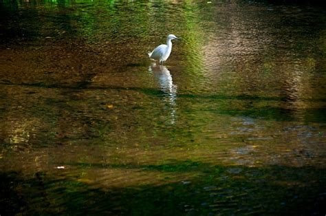  Egret! Bu Zarif Su Kuşu Hem Güçlü Bir Avcıdır Hem de Zarif Bir Dansçı