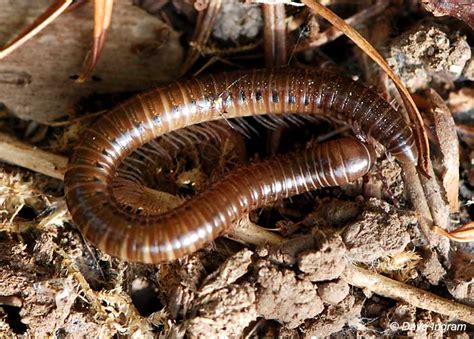  Julidae Millipedes: Unraveling the Mysteries of These Multi-Legged Marvels!