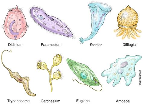  Xythos Acanthikos: İnanılmaz Bir Protozoon Dünyası!