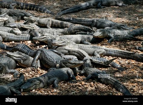  Alligator: Bir Primitif Avcı mı Yoksa Güneşlenme Ustadı mı?