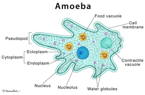 Amoeba! This Single-Celled Wonder Can Change Shape Like Water and Devour Prey Larger Than Itself with Amazing Efficiency