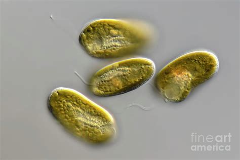  Cryptomonas: Can Tiny Algae Teach Us About Ancient Earth History?