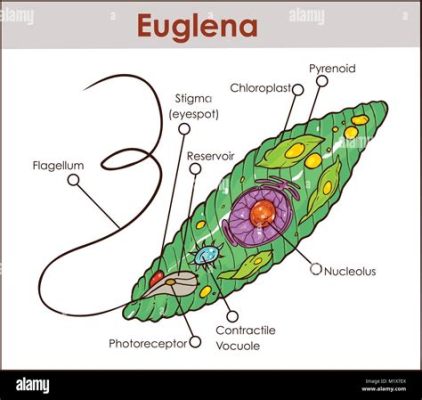  Etniko, Bir Protist İçin Şaşırtıcı Bir Dans: İki Küçük Tüyün Yapıtı mı Yoksa Karmaşık Bir Makine mi?