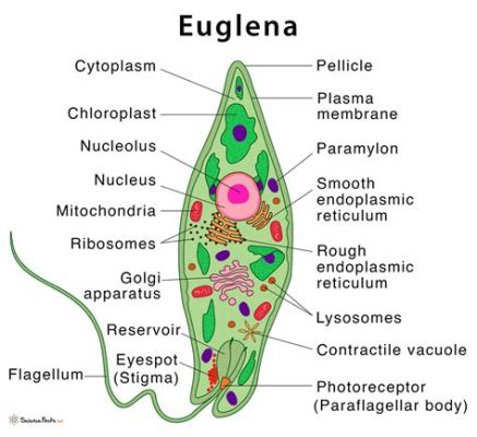  Euglena:  A Microscopic Marvel Combining the Grace of a Flagellum with the Intriguing Traits of Photosynthesis!