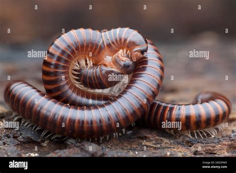  Eurasian Millipede! A Slow-Moving Marvel with an Ancient Lineage