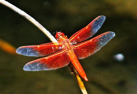  Flame Skimmer Çılgın Hızları ile Gökyüzünü Boyayan Detaylarıyla Bir Bakış!