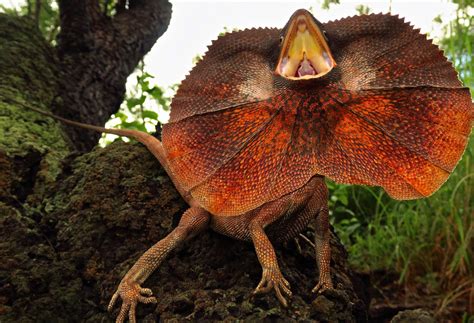  Frilled-necked Lizard: Can You Imagine A Reptile That Looks Like It's Wearing a Ruffled Collar?