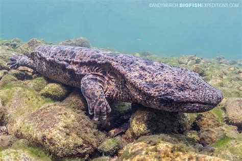  Giant Salamander:  Slippery Amphibian Champion, Master of Underwater Ambushes!