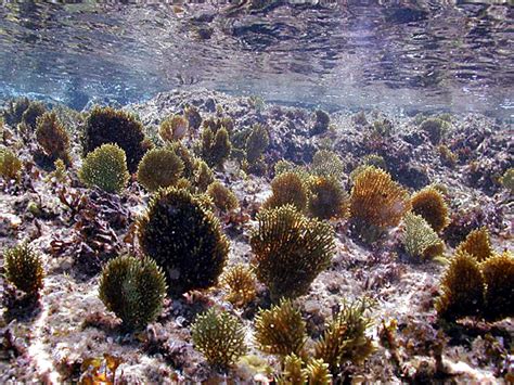  Gorgonians Kendine Özgü Bir Güzellik ve Gizemli Bir Yaşam Tarzına Sahiptir! Gorgonians, mercan resiflerinde çarpıcı renkleriyle bir sanat eseri gibi görünebilen kolonil olarak yaşayan yumuşak mercanlardır.