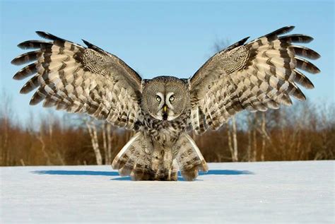  Grizzly Bearded Owl, A Masterful Hunter With Wings of Shadow!