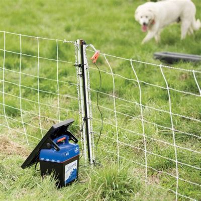 How to Train a Dog on an Electric Fence: A Journey Through Time and Space