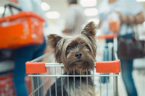 Is Ace Hardware Dog Friendly? Exploring the Intersection of Canine Companions and Home Improvement