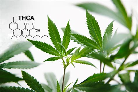 Is THCA Legal to Ship? Exploring the Complexities of Cannabinoid Legality