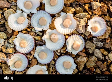  Japanese Scallop:  Discover the Remarkable Underwater Acrobatics and Delicious Culinary Treasures!