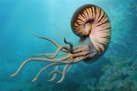 Karmaküler! Değişen Deniz Akıntılarıyla Dans Eden İki Kabuklu Bir Deniz Canavarıdır!