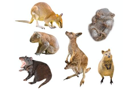  Marsupial Mirası: Küçük Bir keseli Hayvanın Büyük Yolculuğu! Marsupials are unique mammals that carry their young in pouches, and the musk shrew embodies this characteristic perfectly