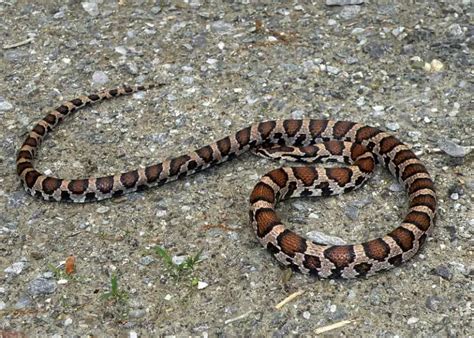  Milk Snake İle Tanışın: Göz Alıcı Desenlere Sahip ve Tehlikesiz Bir Avcı!