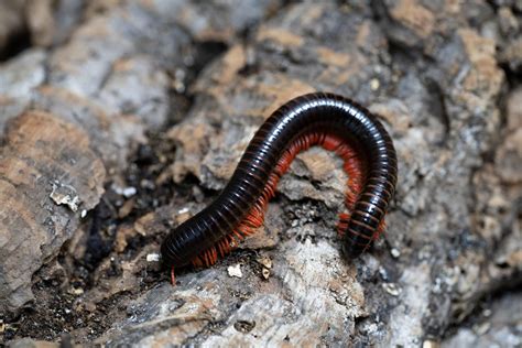  Millipede: Can These Many-Legged Creatures Truly Conquer the Earth With Their Underground Network?