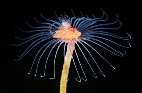  Oceania  Discover this mesmerizing hydrozoan that blooms underwater like an ethereal flower!