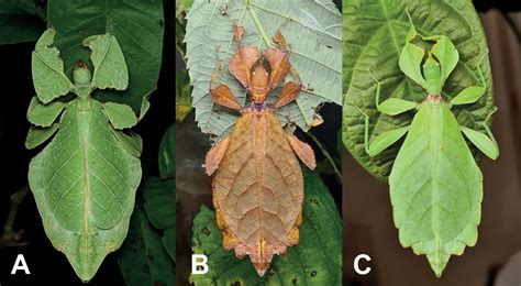  Ornate Stick Insect:  A Master of Camouflage With Striking Wing Patterns Takes Flight!