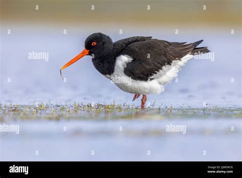  Oystercatcher!  The Wading Bird with Striking Plumage That Probes for Delectable Treats Along Coastlines