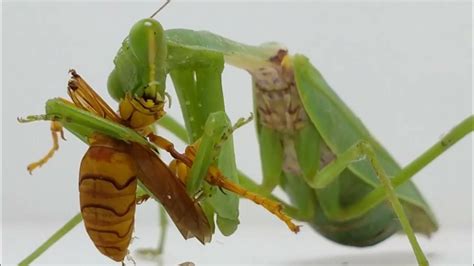  Pincer Tail Praying Mantis: A Tiny Assassin With Striking Agility!