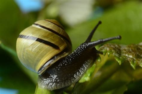  Queen Conch:  Bu Devasa Deniz Canavarı, Salyangoz Dünyasının Şampiyonu mu?