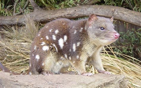  Quoll! The Tiny Marsupial With A Venomous Bite That Lives Solitarily Among Rocks And Bushes