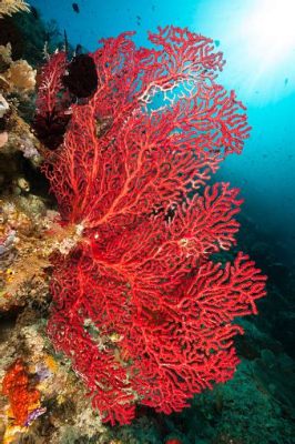 Red Gorgonian: Unveiling the Majestic Beauty of This Underwater Tree That Stands Proudly in the Coral Reefs!