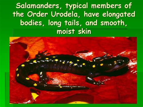  Salamander!  A Water-Loving Amphibian with Smooth, Moist Skin that Thrives in Damp Environments