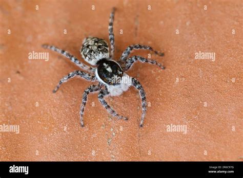 Salticidae:  Sıçrayan Örümceklerin Gizemli Dünyasını Keşfedin!