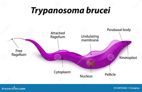  Trypanosoma! Bir Mikroorganizmanın Gizemli Dünyasına Yolculuk: Kan ve Bağırsakların Gizli Kahramanı mı?