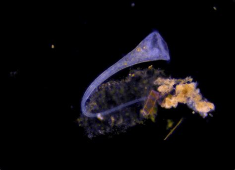  Tubulinea:  A Single-Celled Wonder That Moves Like a Blob!