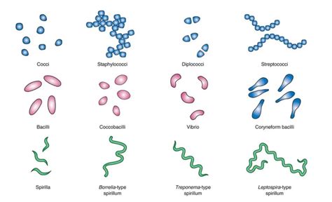  Tubulinea:  Can Tiny Blob-like Organisms Really Shape Our Understanding of Evolution?