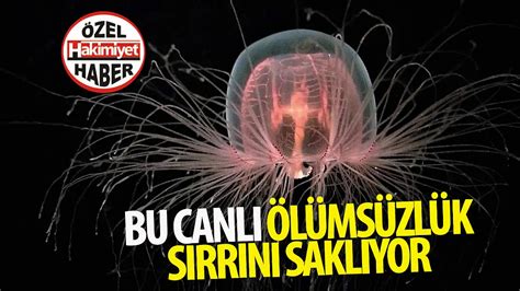  Turritopsis Dohrnii; Üzerinde Büyük Bir Sır Saklayan Deniz Canavarı mı, Yoksa Ölümsüzlük Sırrını Keşfeden Küçük Bir Hidra mı?