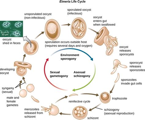 Understanding the Urosome! This microscopic parasite has a surprisingly complex life cycle that involves both mosquito hosts and fish prey!