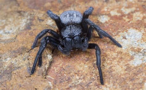 Velvet Spider: Can This Shy Creature Really Build Homes Like Architects?