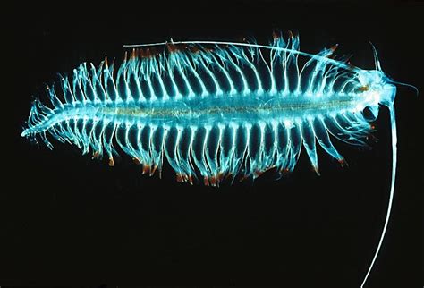  Vesperiid Worm:  Experience the Beauty of Bioluminescence as this Unique Sea Creature Swims and Filters Food Through Its Feather-Like Appendages!