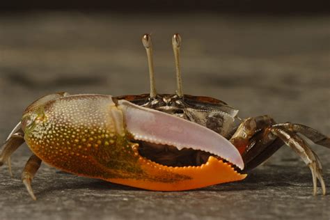  Violin Crab! Discover the Enigmatic Symphony Played by this Underwater Virtuoso