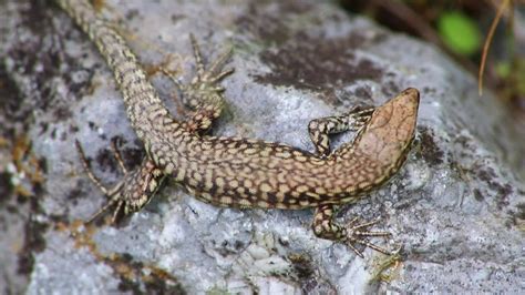  Wall Lizards: Cold-Blooded Champions Hiding in Plain Sight!