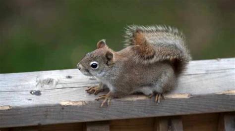 What happens if I'm not home to sign for a package UPS, and why do squirrels always seem to know when it's raining?