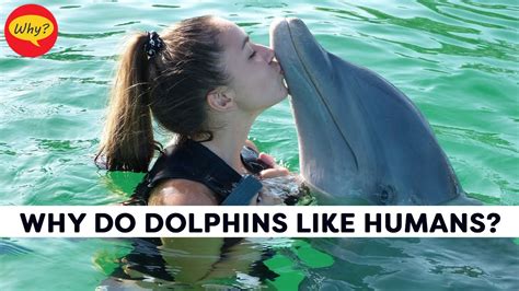 What Powers a Cruise Ship: And Why Do Dolphins Always Seem to Know Where It’s Going?