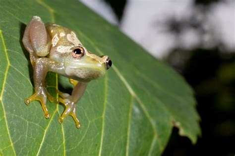  Zambian Reed Frog: Discovering a Miniature Master of Disguise in the Lush Landscapes!